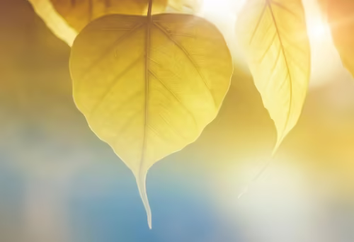 最新流出！本科论文结构要求速成指南，限时掌握核心要点